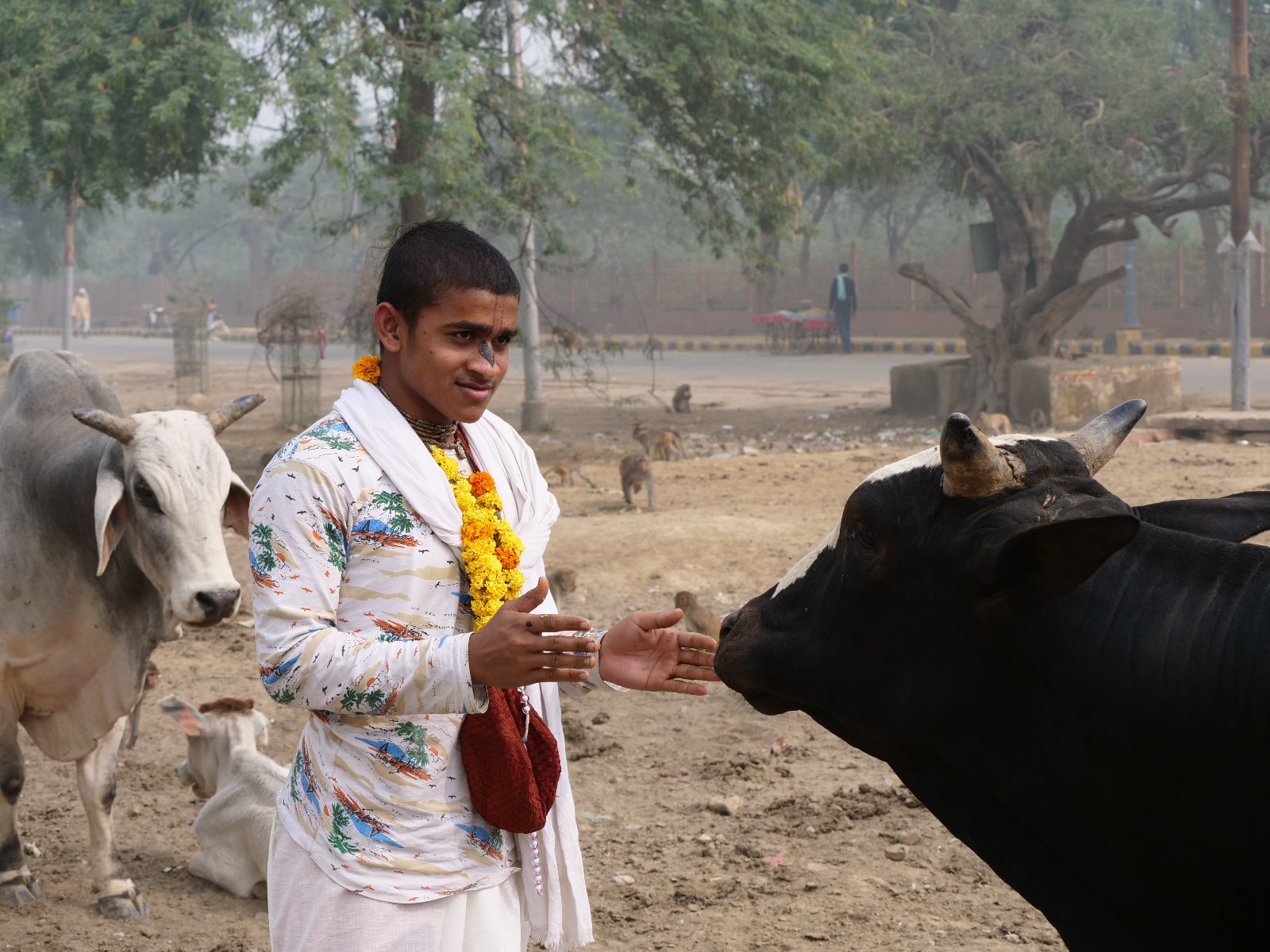  179 Gopashtami Radha kunda Govardhan 19.11.04